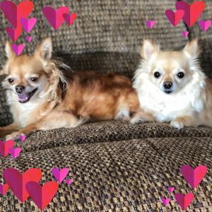 Meet your Posher, Joanne